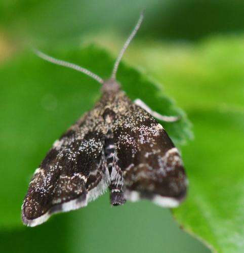 Anthophila fabriciana